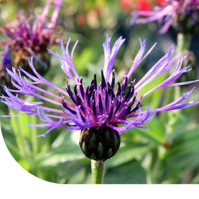 MRS Seeds & Mixtures Bergcentaurie - Centaurea montana