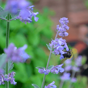 MRS Seeds & Mixtures Blauw Kattenkruid - Nepeta mussinii