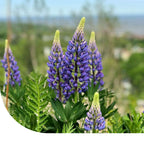 MRS Seeds & Mixtures Blauwe Lupine - Lupinus angustifolius