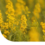 MRS Seeds & Mixtures Caille-lait jaune - Galium verum [fr]
