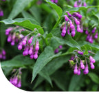 MRS Seeds & Mixtures Consoude officinale – Symphytum officinale [fr]