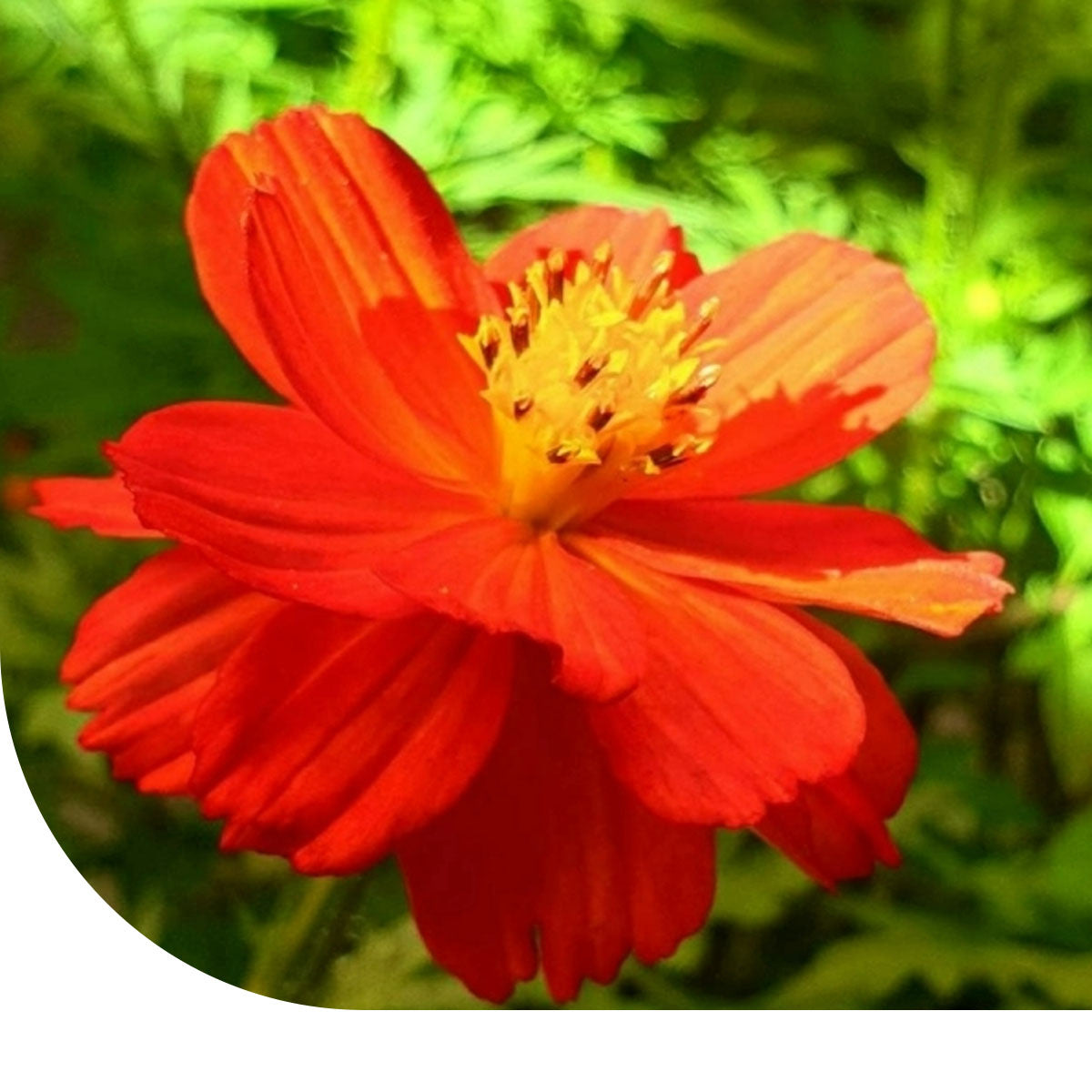 MRS Seeds & Mixtures Cosmea - Cosmos sulphureus ‘Sunny Red’