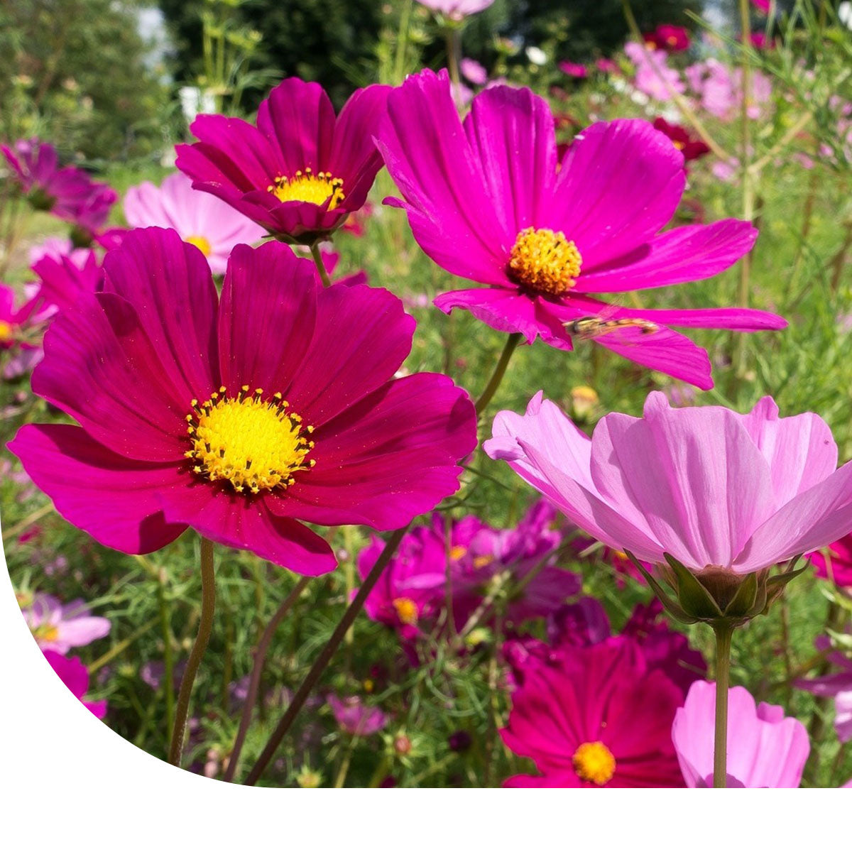 MRS Seeds & Mixtures Cosmea 'Dwarf Sensation' gemengd