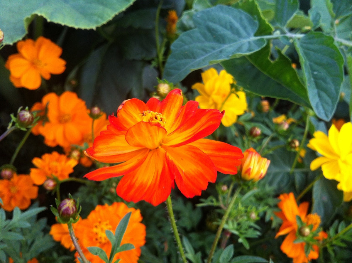MRS Seeds & Mixtures Cosmos bipenné 'Ladybird' - Cosmos sulphureus [fr]