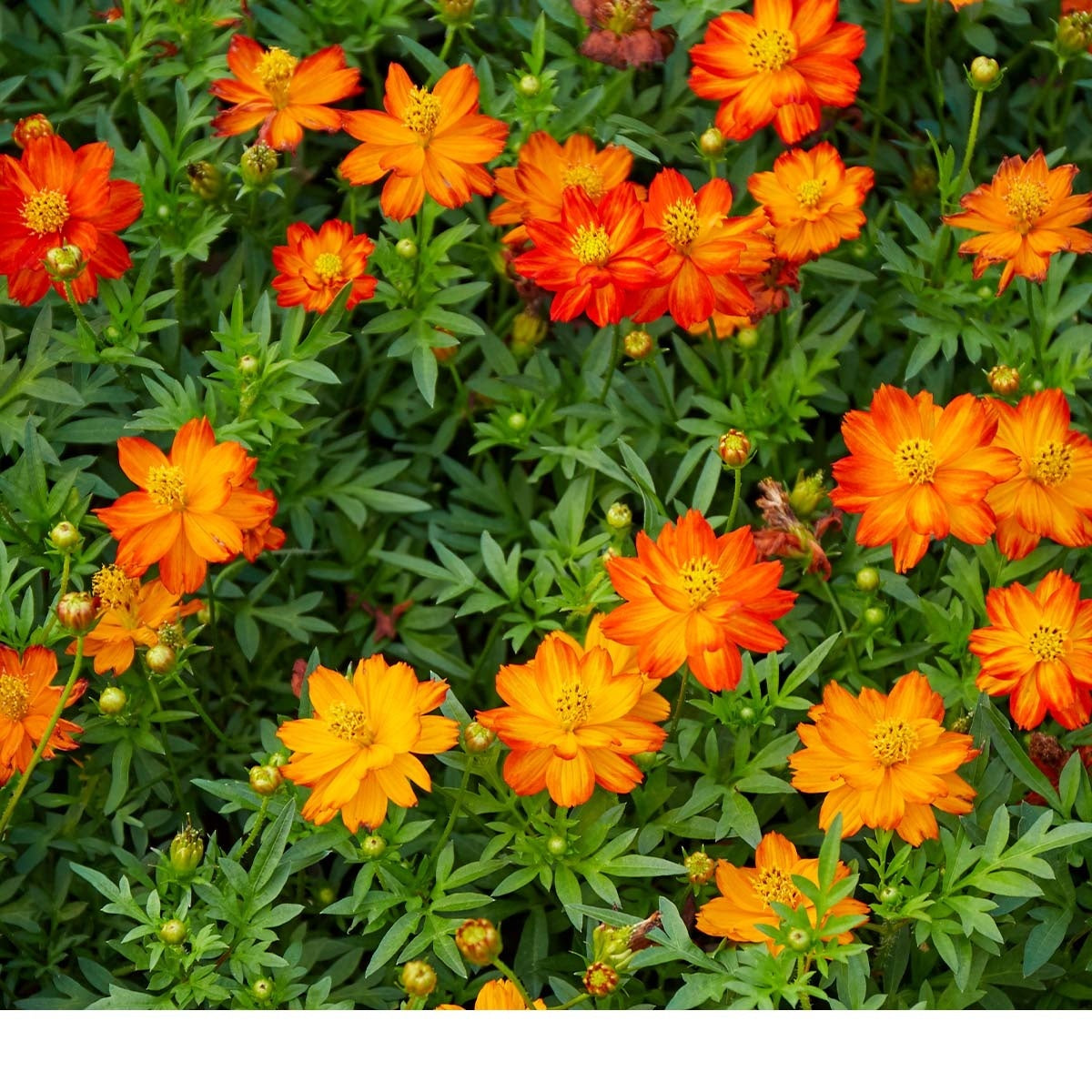 MRS Seeds & Mixtures Cosmos bipenné 'Ladybird' - Cosmos sulphureus [fr]
