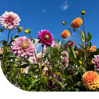 MRS Seeds & Mixtures Dahlia Variabilis - Rigoletto gemengd