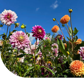 MRS Seeds & Mixtures Dahlia Variabilis - Rigoletto gemengd