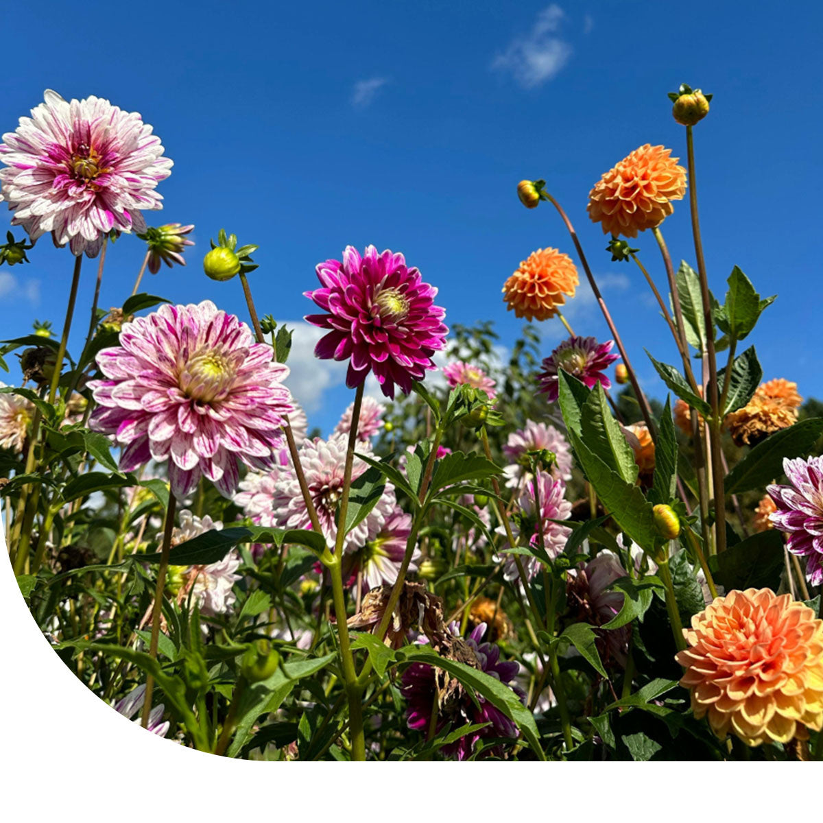 MRS Seeds & Mixtures Dahlia Variabilis - Rigoletto gemengd