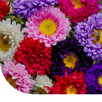 MRS Seeds & Mixtures Dwerg Aster - Callistephus chinensis