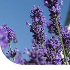 MRS Seeds & Mixtures Echte Lavendel - Lavandula angustifolia