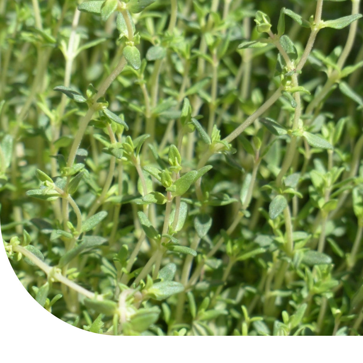 MRS Seeds & Mixtures Echte tijm - Thymus vulgaris