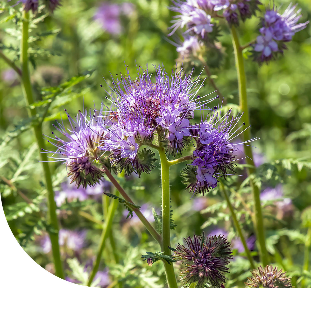 MRS Seeds & Mixtures Facelia - Phacelia tanacetifolia [nl]