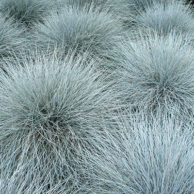 MRS Seeds & Mixtures Fétuque bleue - Festuca ovina cinerea [fr]