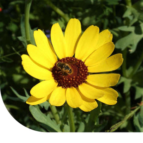 MRS Seeds & Mixtures Gele Ganzenbloem - Chrysanthemum segetum