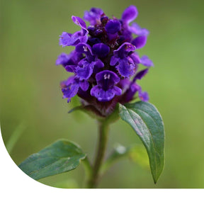 MRS Seeds & Mixtures Gewone brunel - Prunella vulgaris
