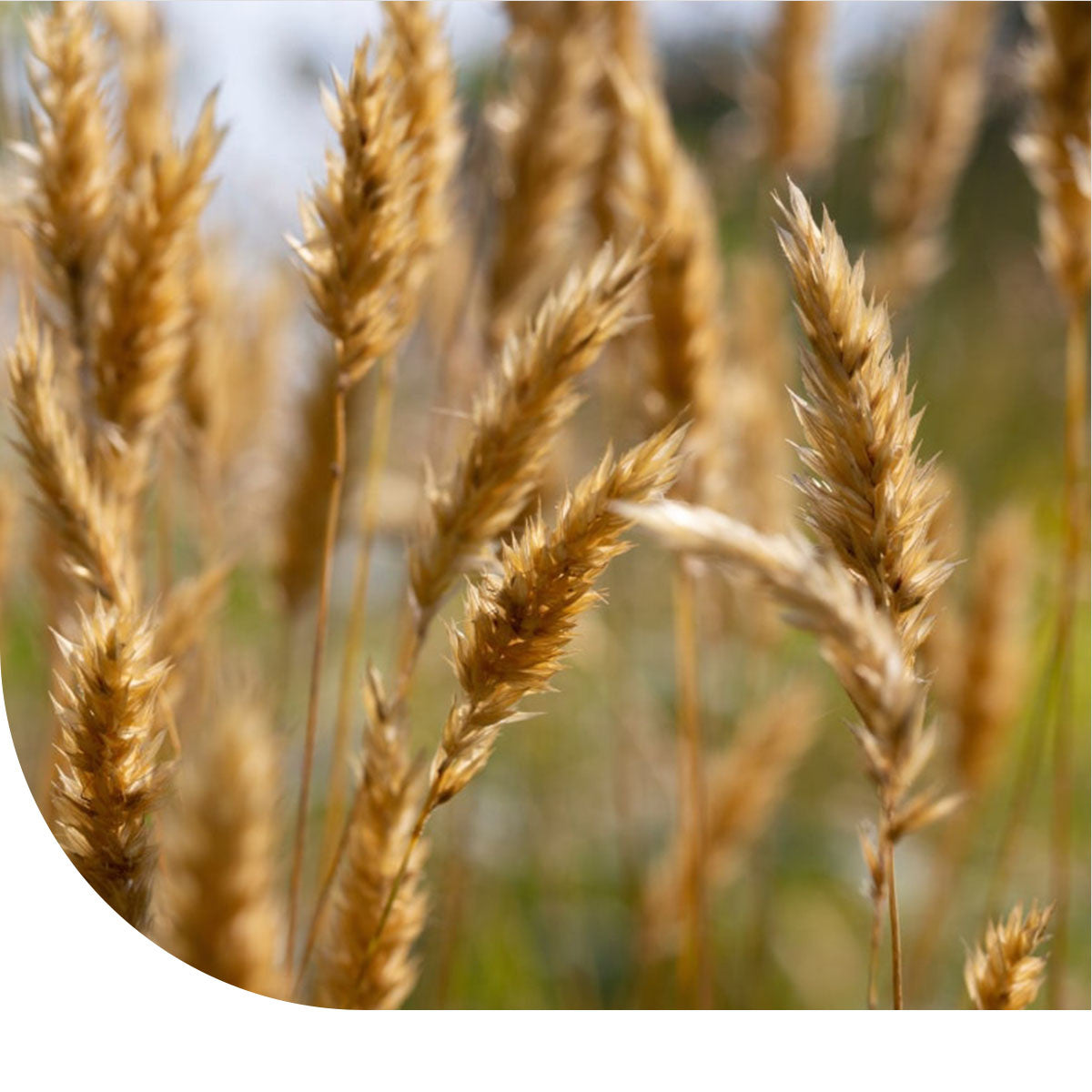 MRS Seeds & Mixtures Gewoon Reukgras - Anthoxanthum odoratum
