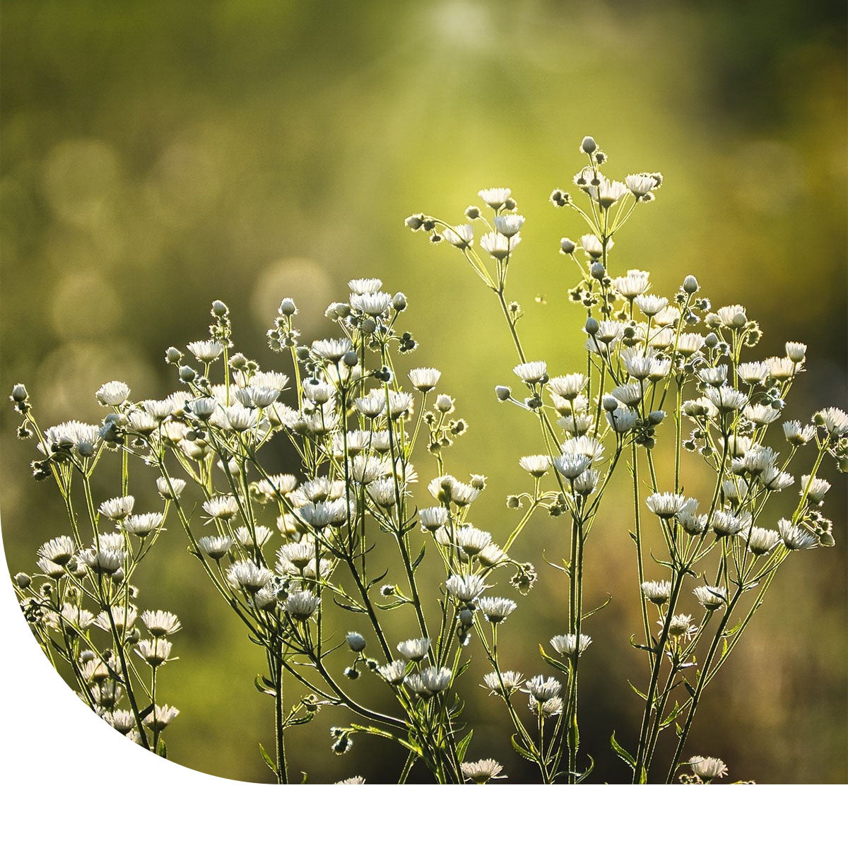 MRS Seeds & Mixtures Gipskruid - Gypsophila elegans