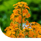 MRS Seeds & Mixtures Giroflée des murailles - Erysimum Allioni [fr]