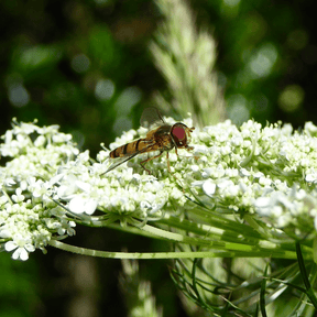 MRS Seeds & Mixtures Groot akkerscherm - Ammi majus