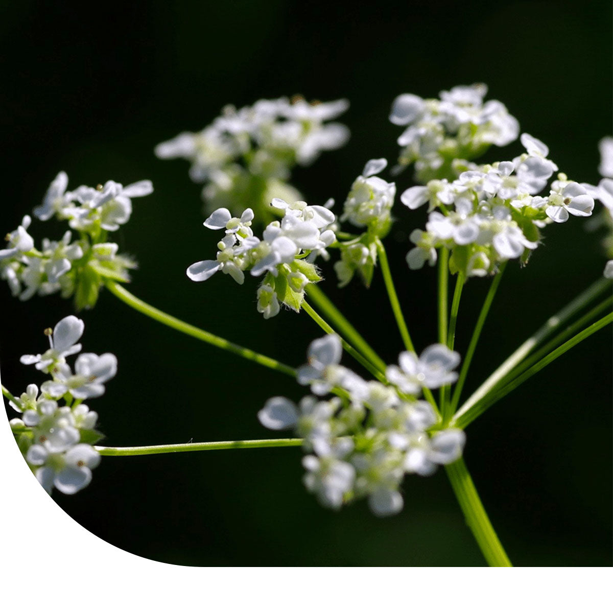 MRS Seeds & Mixtures Groot akkerscherm - Ammi majus