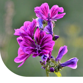 MRS Seeds & Mixtures Groot Kaasjeskruid - Malva sylvestris