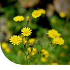 MRS Seeds & Mixtures Groot streepzaad - Crepis biennis