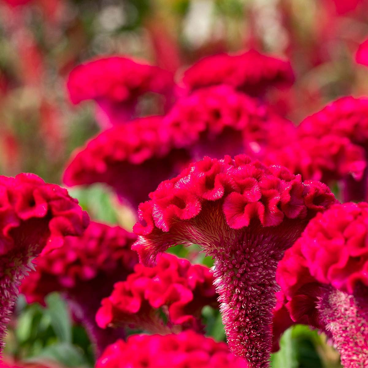 MRS Seeds & Mixtures Hanekam - Celosia cristata (gemengd)