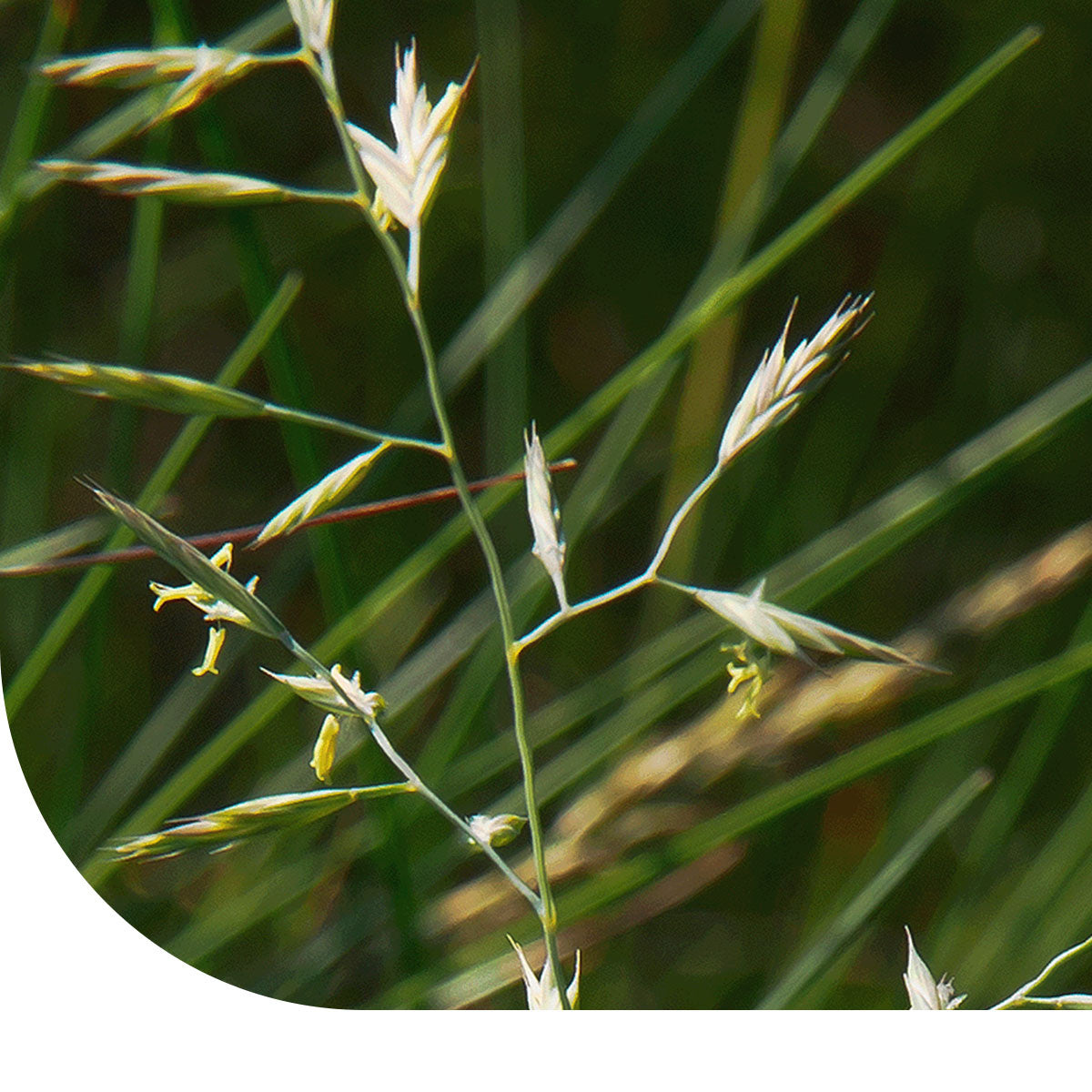 MRS Seeds & Mixtures Hardzwenkgras - Festuca Brevipila [nl]