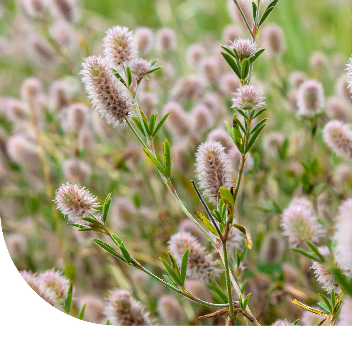 MRS Seeds & Mixtures Hazenpootje - Trifolium arvense
