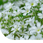 MRS Seeds & Mixtures Hoornbloem - Cerastium biebersteinii