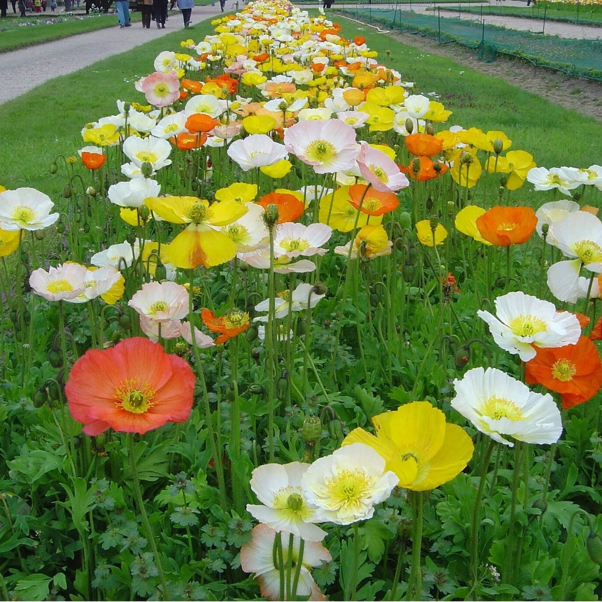 MRS Seeds & Mixtures IJslandse Klaproos - Papaver nudicaule