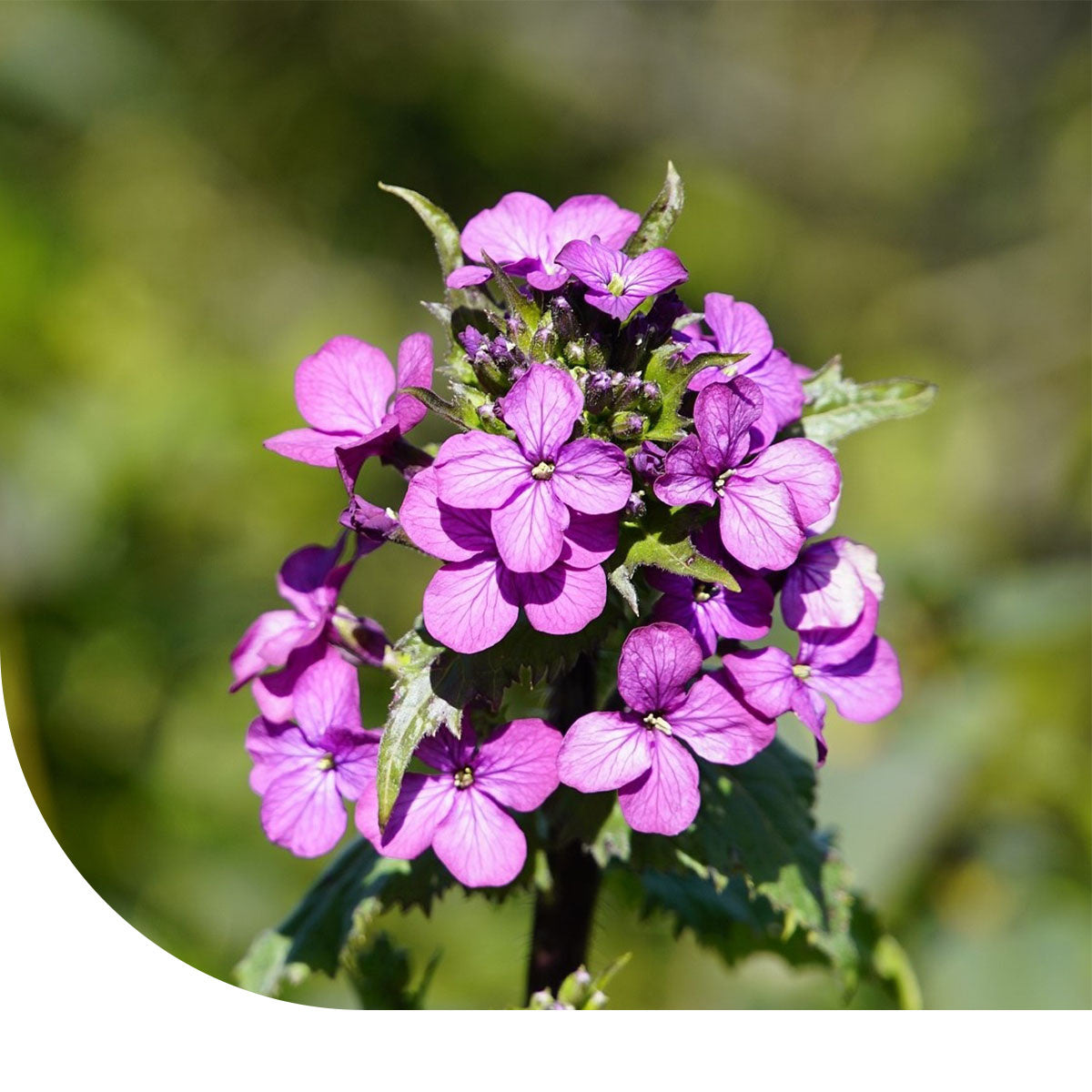 MRS Seeds & Mixtures Judaspenning Violet - Lunaria annua