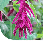 MRS Seeds & Mixtures Kattenstaartamarant - Amaranthus caudatus