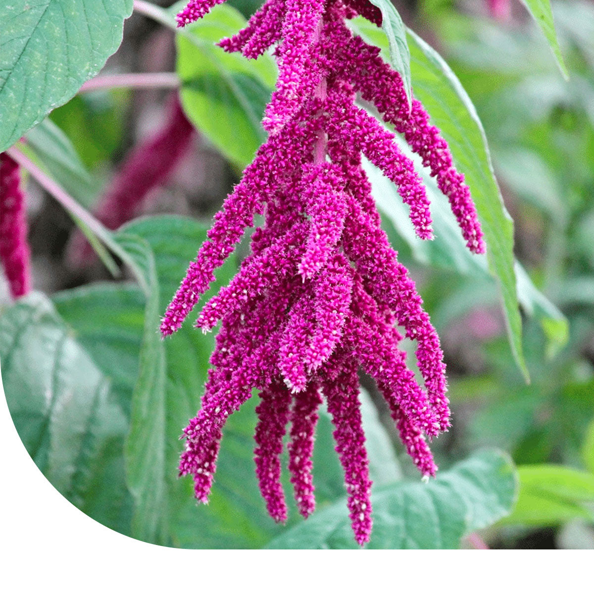 MRS Seeds & Mixtures Kattenstaartamarant - Amaranthus caudatus