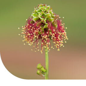 MRS Seeds & Mixtures Kleine pimpernel - Sanguisorba minor