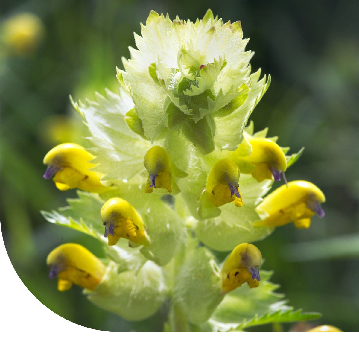 MRS Seeds & Mixtures Kleine Ratelaar - Rhinanthus minor