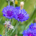 MRS Seeds & Mixtures Korenbloem - Centaurea cyanus