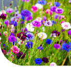 MRS Seeds & Mixtures Korenbloem 'Polka dot' gemengd