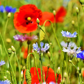 MRS Seeds & Mixtures Mélange de fleurs de champs sauvages - 10 espèces [fr]