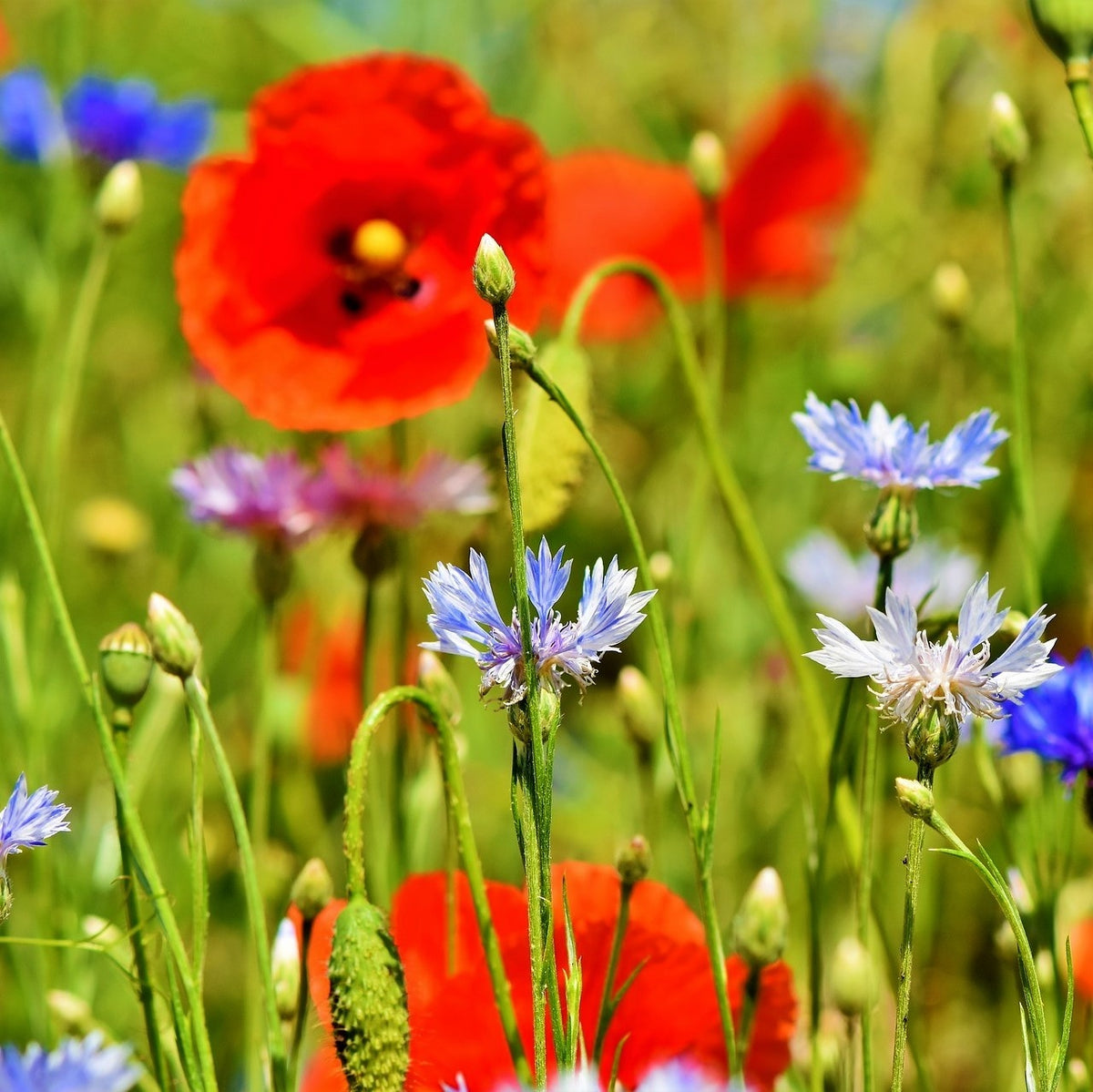 MRS Seeds & Mixtures Mélange de fleurs de champs sauvages - 10 espèces [fr]