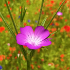 MRS Seeds & Mixtures Mélange de fleurs de champs sauvages - 10 espèces [fr]