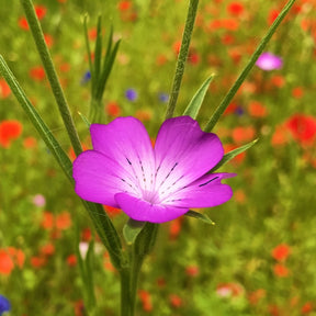MRS Seeds & Mixtures Mélange de fleurs de champs sauvages - 10 espèces [fr]
