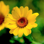 MRS Seeds & Mixtures Mélange de fleurs de champs sauvages - 10 espèces [fr]