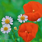 MRS Seeds & Mixtures Mélange de fleurs de champs sauvages - 10 espèces [fr]