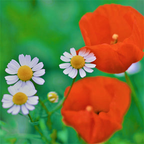 MRS Seeds & Mixtures Mélange de fleurs de champs sauvages - 10 espèces [fr]