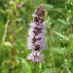 MRS Seeds & Mixtures Menthe verte - Mentha spicata [fr]