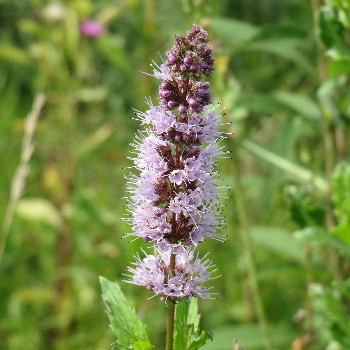 MRS Seeds & Mixtures Menthe verte - Mentha spicata [fr]