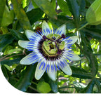 MRS Seeds & Mixtures Passiebloem - Passiflora caerulea