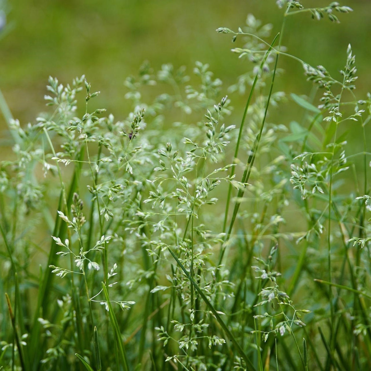 MRS Seeds & Mixtures Pâturin commun - Poa trivialis [fr]