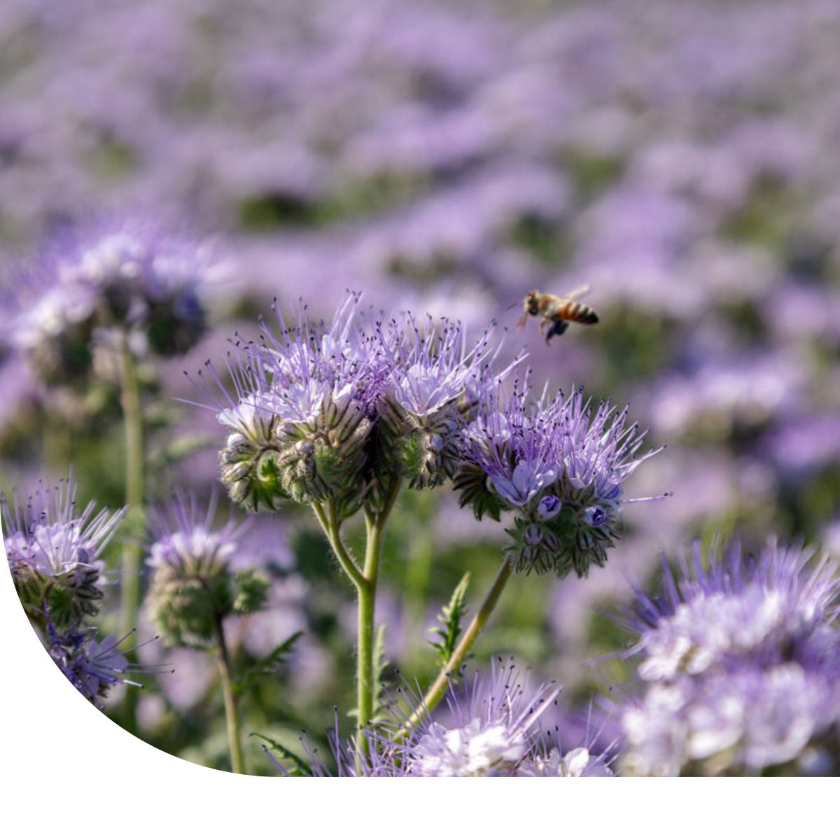 MRS Seeds & Mixtures Phacelia Bijenvriend - Phacelia tanacetifolia
